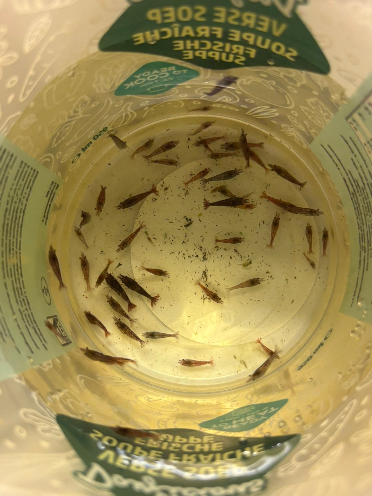 40 tal vuurgarnalen, Kreeft, Krab of Garnaal, Zoetwatervis, Schoolvis