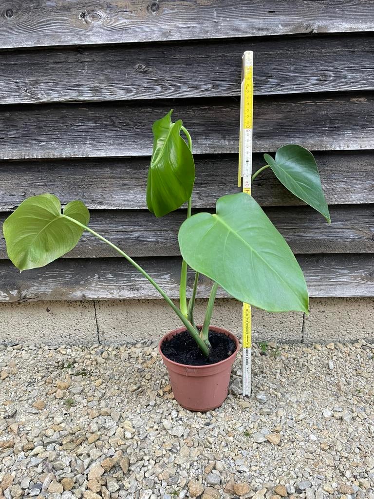 Gatenplant of Monstera deliciosa 40cm, Huis en Inrichting, Kamerplanten, Ophalen