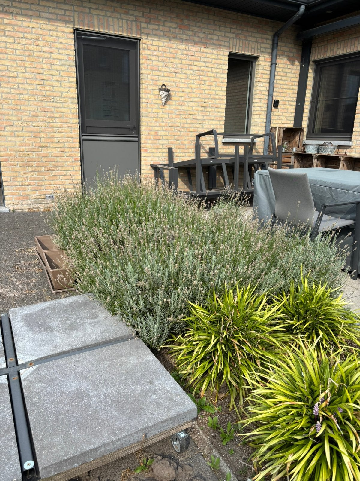 Lavendel, Tuin en Terras, Planten | Tuinplanten, Volle zon, Vaste plant, Zomer, Ophalen