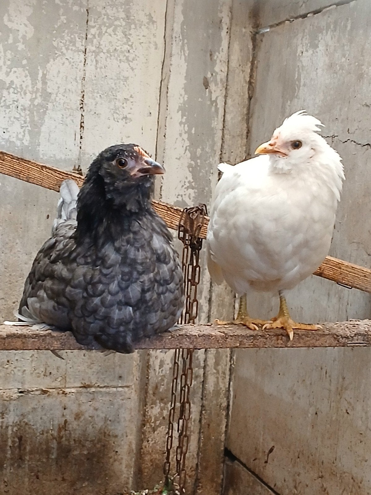 2 sier kippen  kuikens kruising