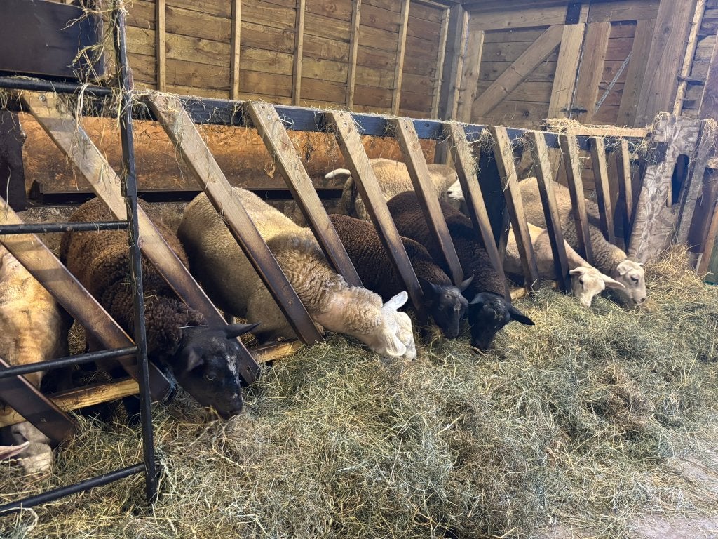 Ooi lammeren, Femelle, Mouton, 0 à 2 ans
