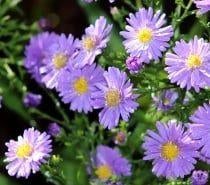 Fleurs et plantes à PLANTER :, Enlèvement, Comme neuf
