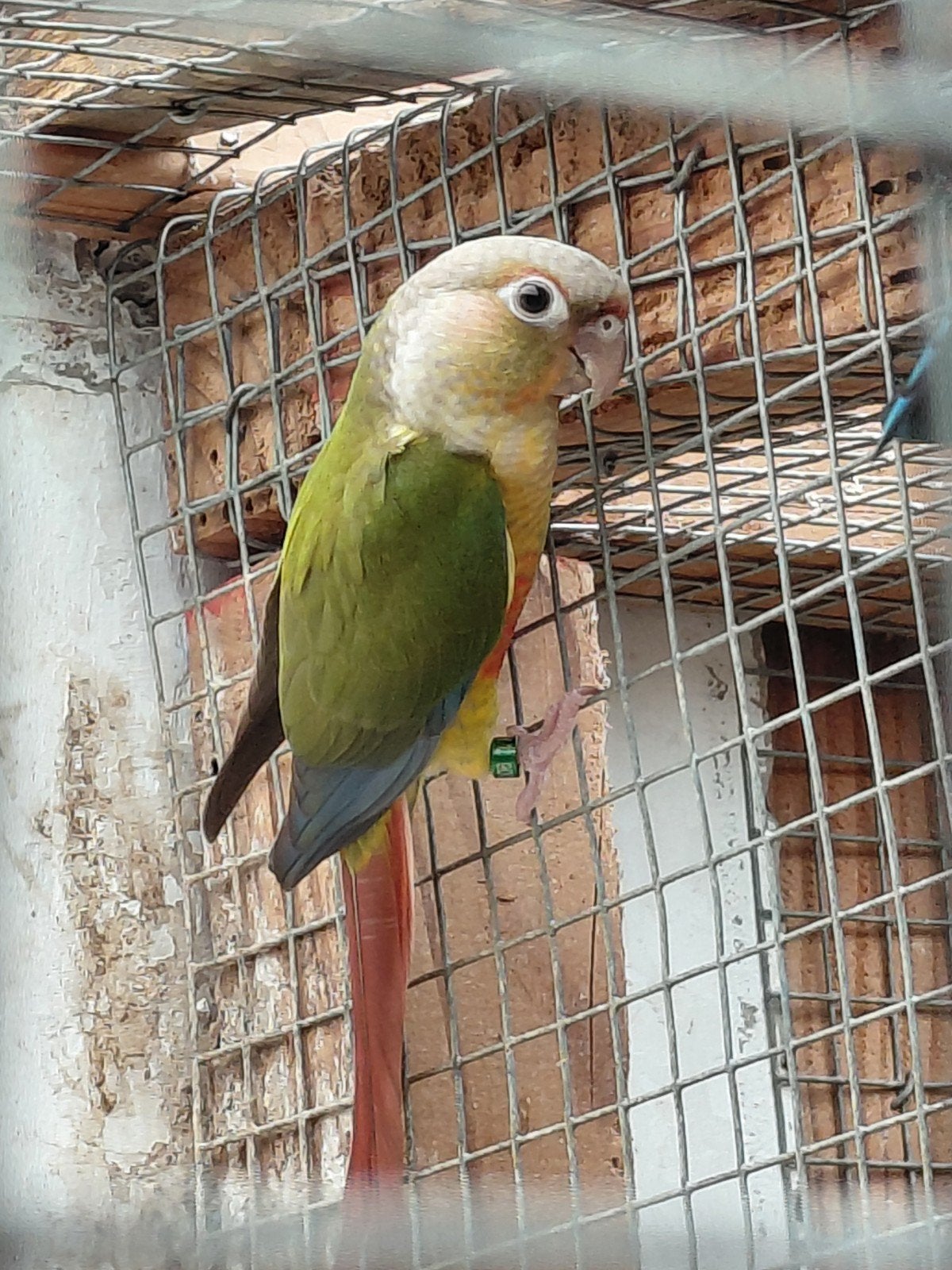 Pyrrhura, Dieren en Toebehoren, Geslacht onbekend