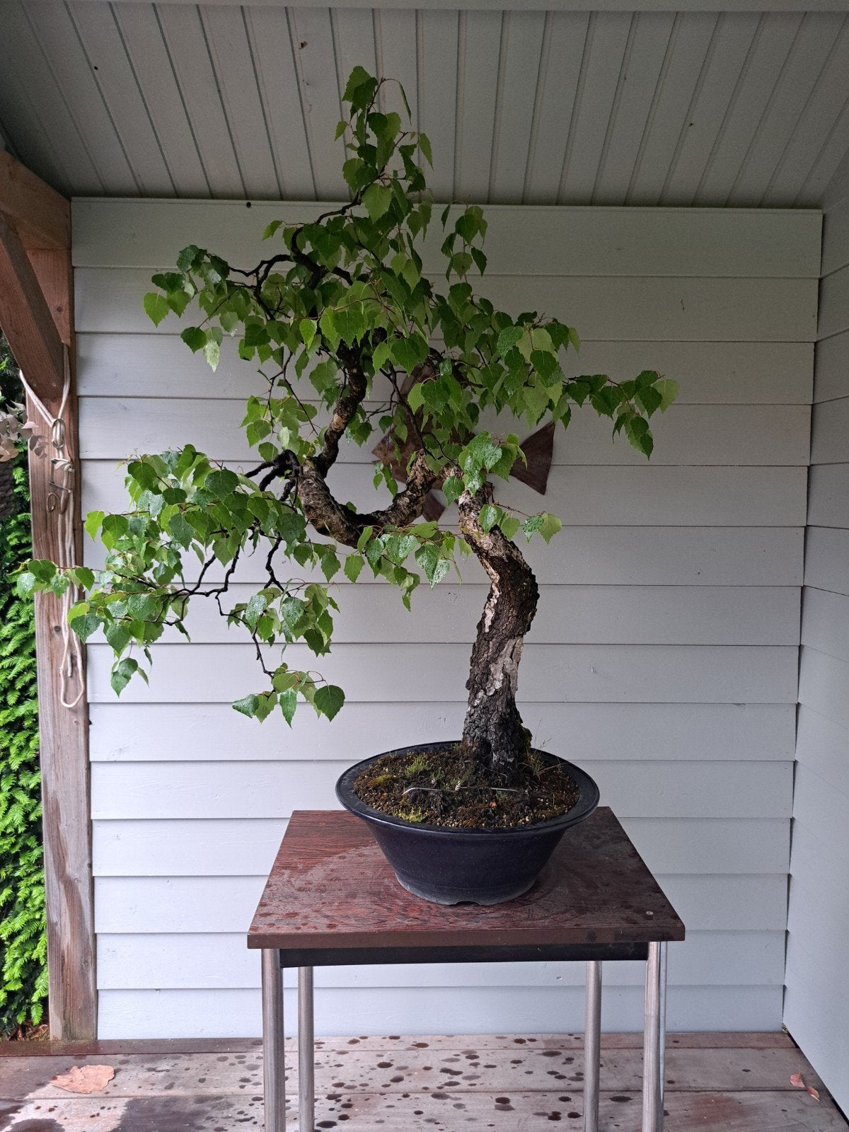 Bonsai Betula pendula, Tuin en Terras, Ophalen