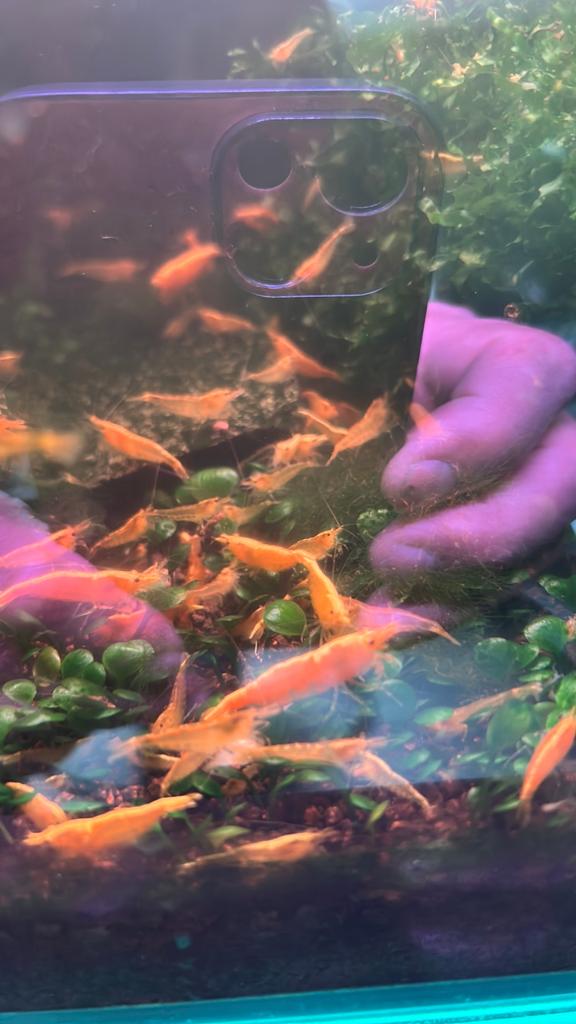 Gele goldback garnaaltjes te koop, Kreeft, Krab of Garnaal, Zoetwatervis