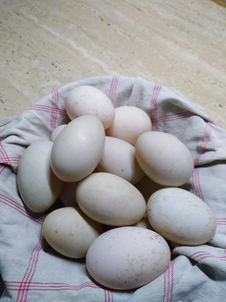 Broed eieren indische loopeend, Dieren en Toebehoren, Pluimvee