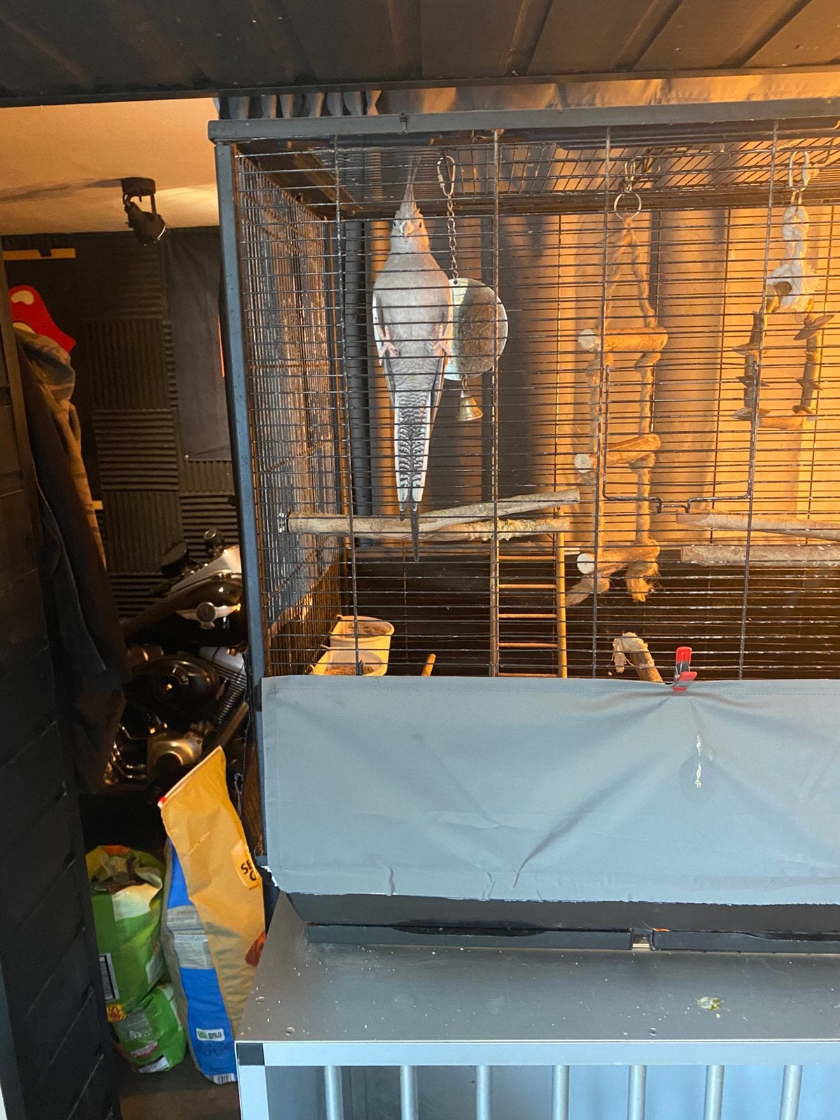 Grijze valparkiet pop met kooi en toebehoren, Dieren en Toebehoren, Vogels | Parkieten en Papegaaien, Tam