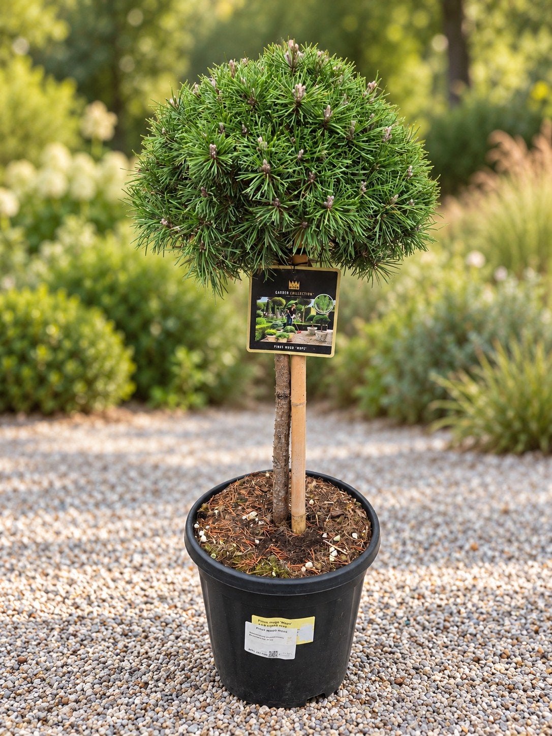 Pinus Mugo Mops, Jardin & Terrasse, Enlèvement