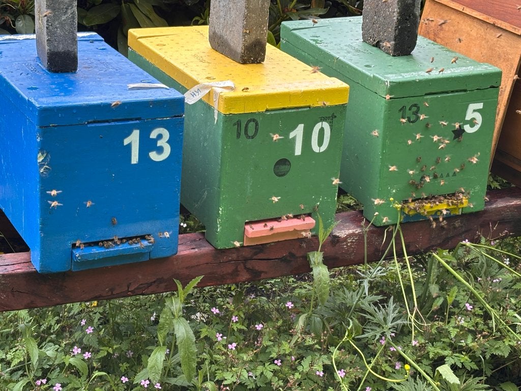 Bijenvolk Buckfast F2 6 ramen, Dieren en Toebehoren, Bijen