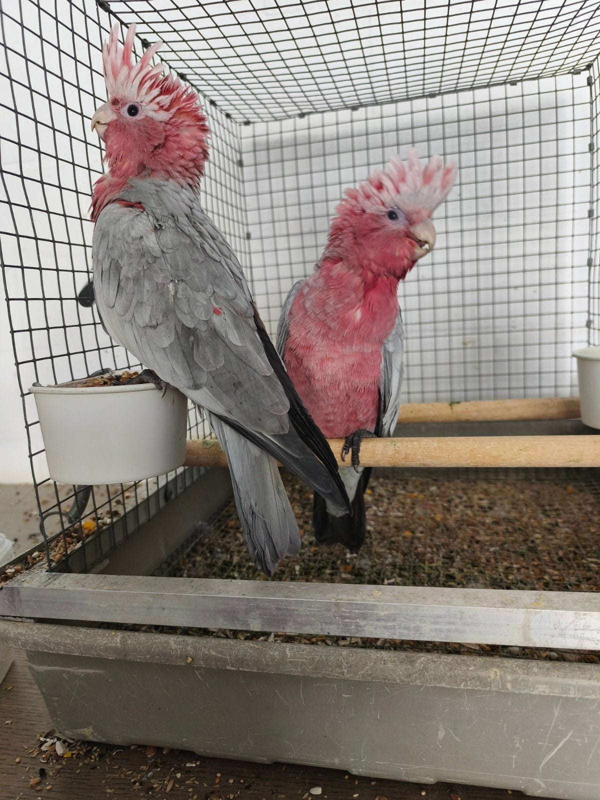 rosé kaketoe, Meerdere dieren, Geringd