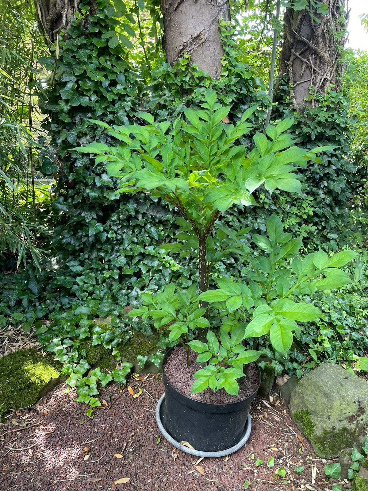 Amorphallus konjac (lis vaudou), Jardin & Terrasse, Autres espèces, Printemps, Enlèvement, Plante fixe