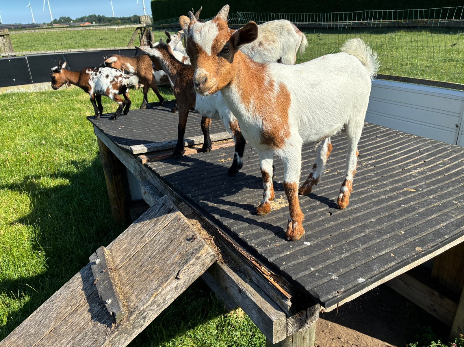 Dwergbokjes, Dieren en Toebehoren