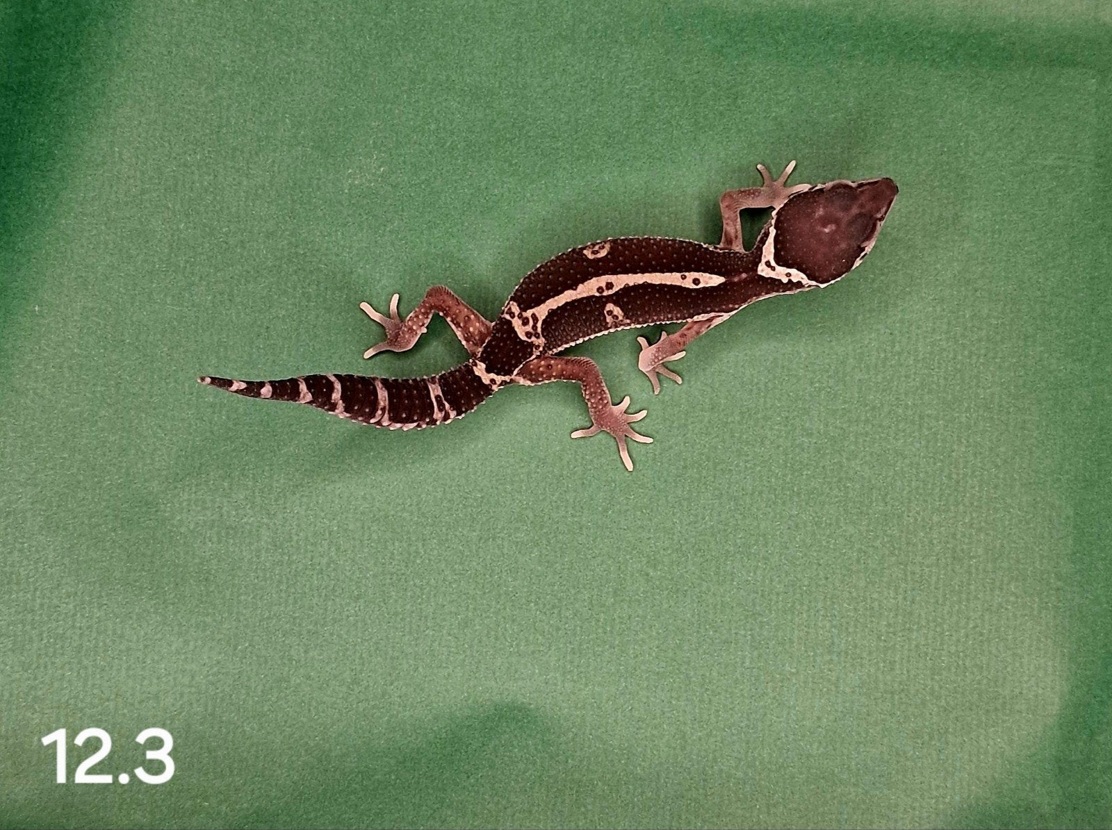 0.0.1, Dieren en Toebehoren, Reptielen en Amfibieën