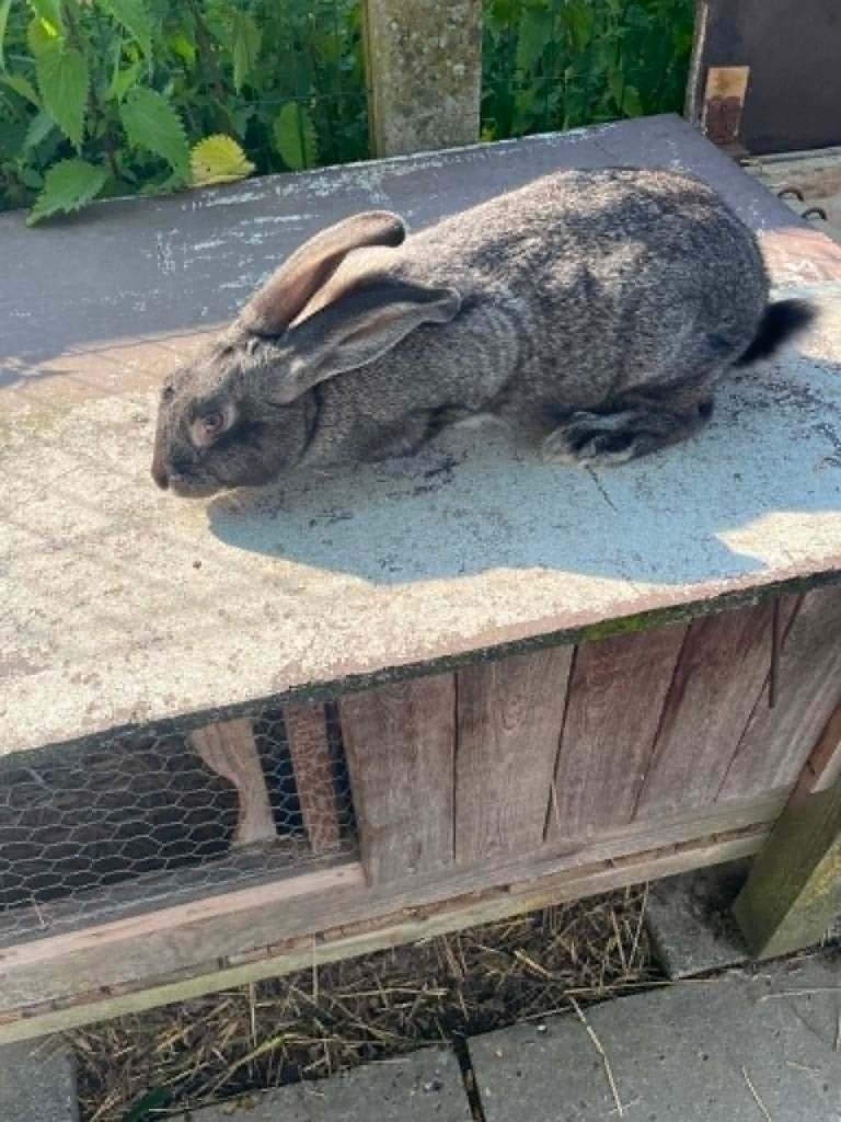 Konijnen moeren, Femelle, Grand, 0 à 2 ans