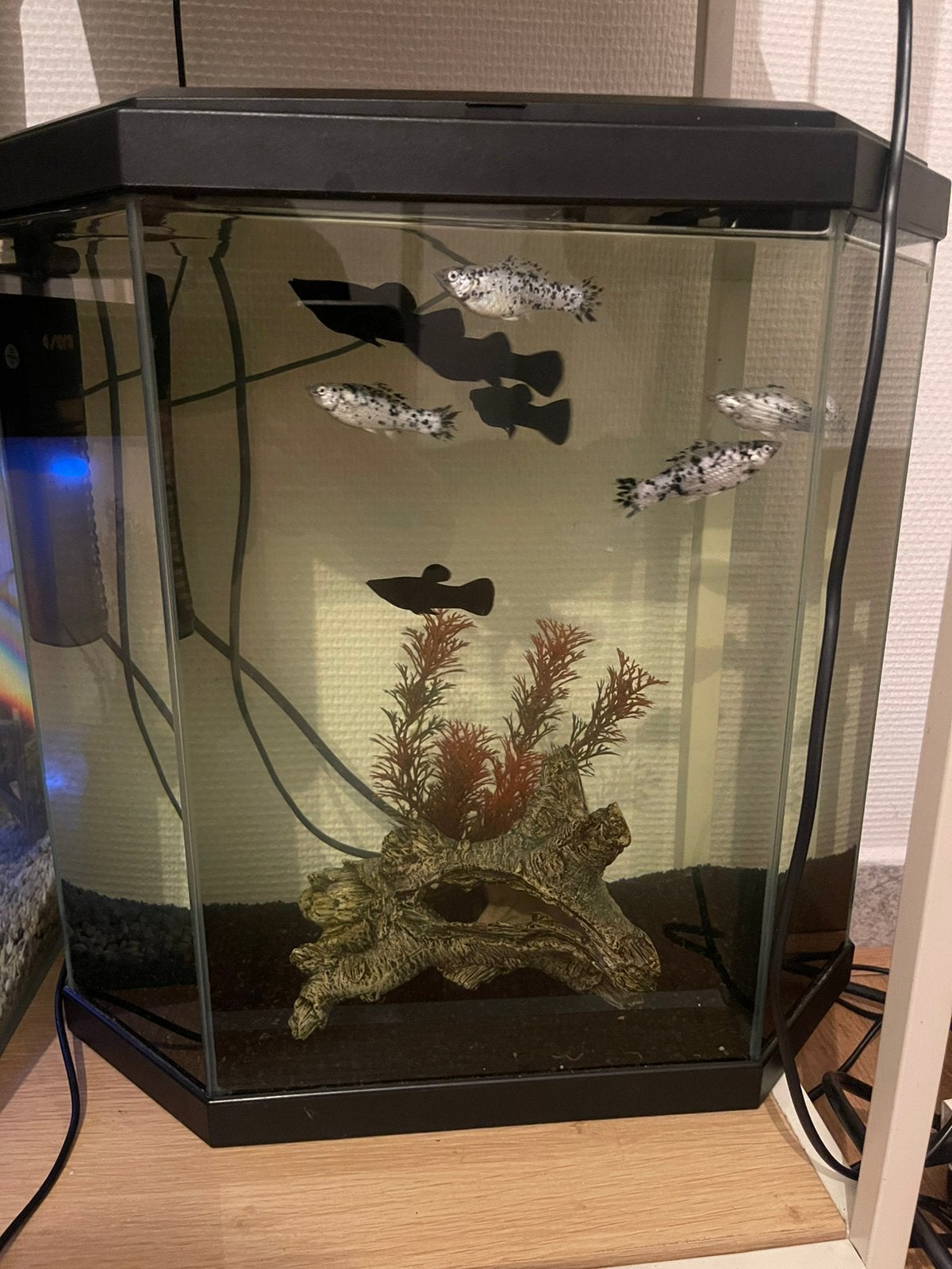 Aquariums divers à vendre, Animaux & Accessoires, Enlèvement ou Envoi, Comme neuf