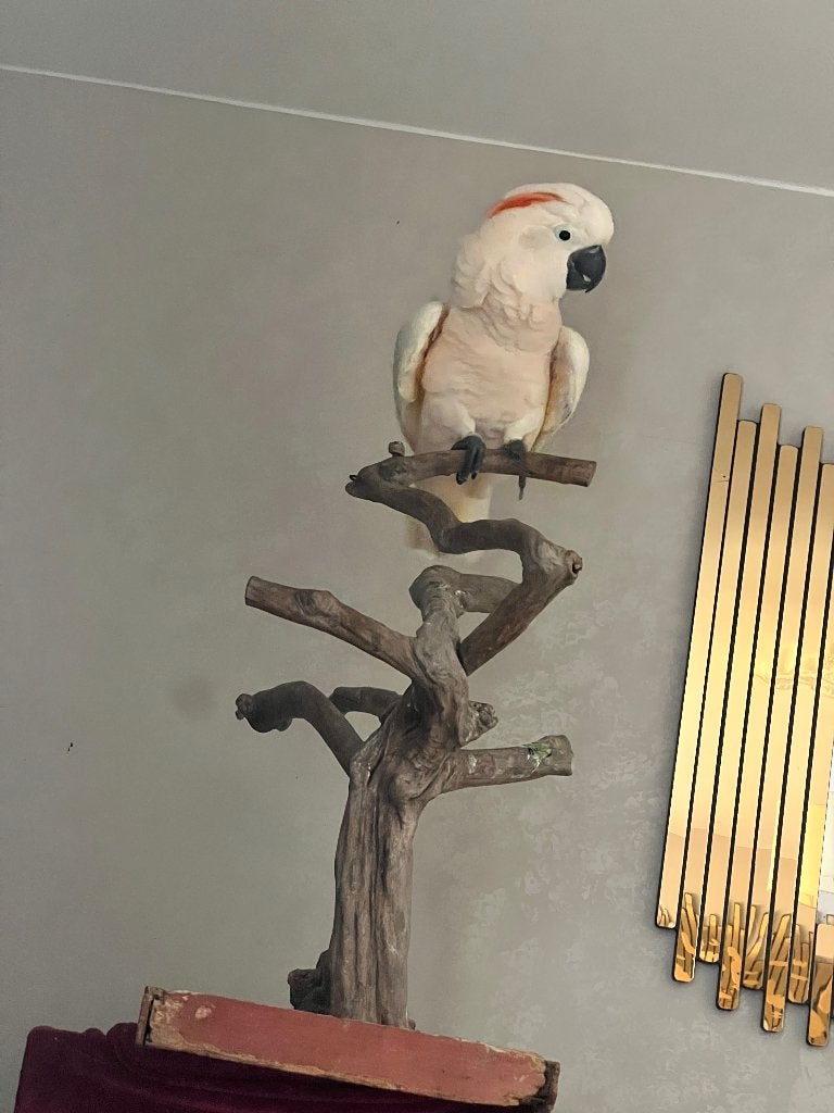 Cacatoès des Moluque, Mâle, Perroquet, Parleur