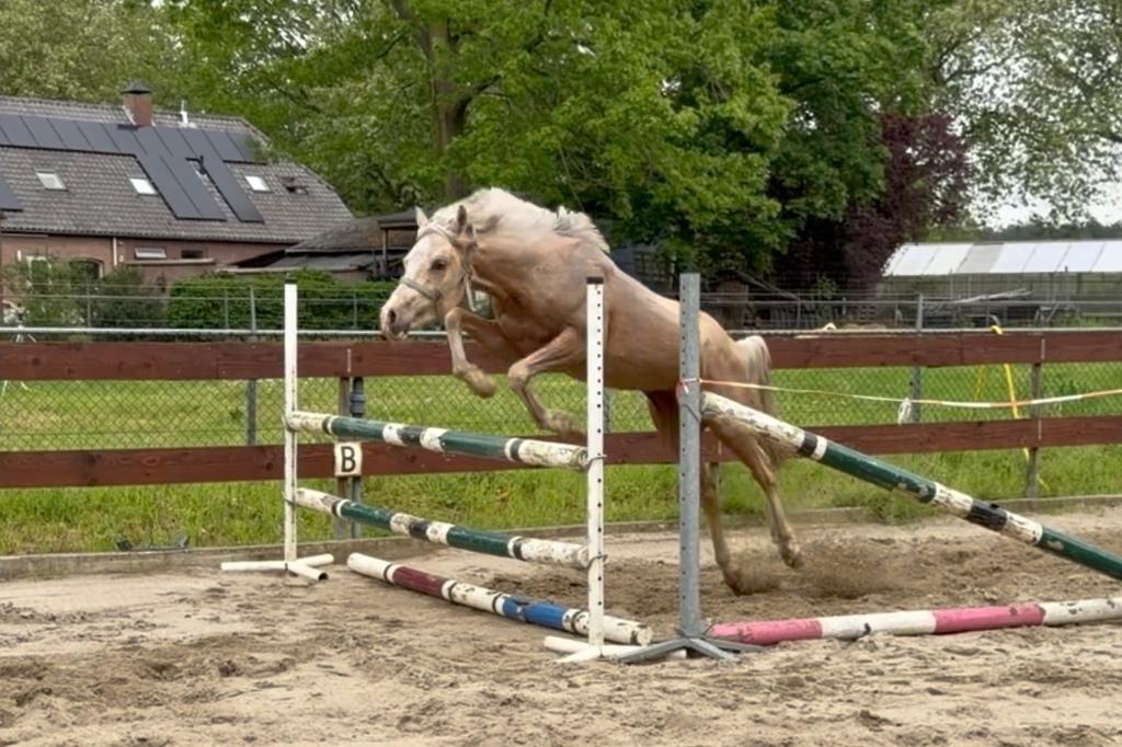 2 jarige Palomino D-pony hengst NRPS x Welsh Springpony, Poney D (1.37 m à 1.48m), Étalon, 0 à 2 ans, Non dressé