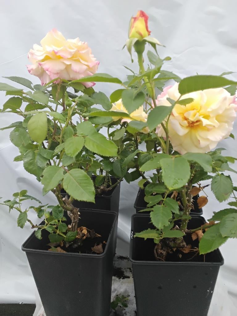 Rosiers - Différents rosiers parfumés en pots, Jardin & Terrasse, Plantes | Jardin, Autres espèces, Plein soleil, Été, Enlèvement