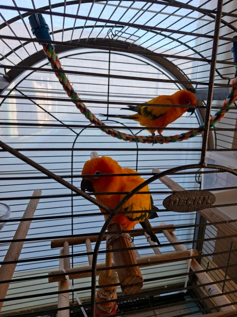 2 zonne parkieten (dwergpapegaai) te koop kooi gratis erbij, Dieren en Toebehoren