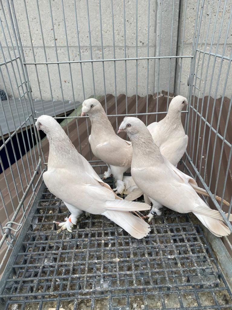 Takla güllü sampanyalar, Dieren en Toebehoren, Vogels | Duiven