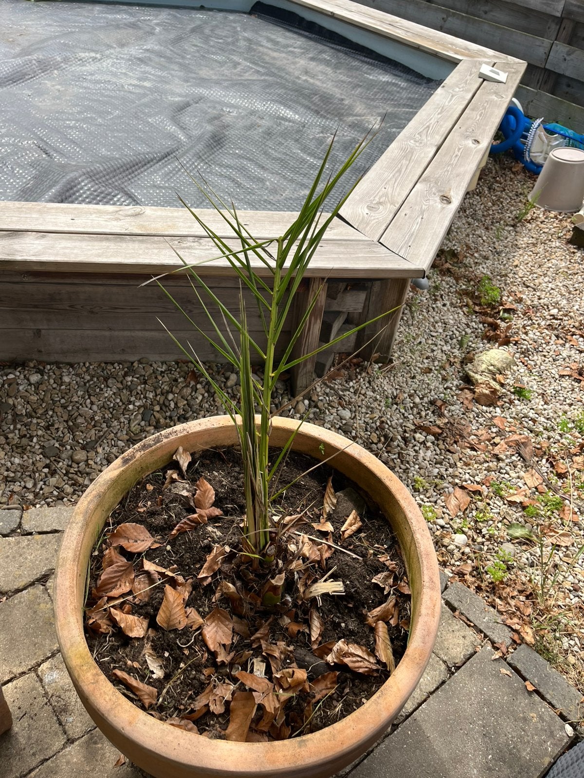 Palm, Ophalen