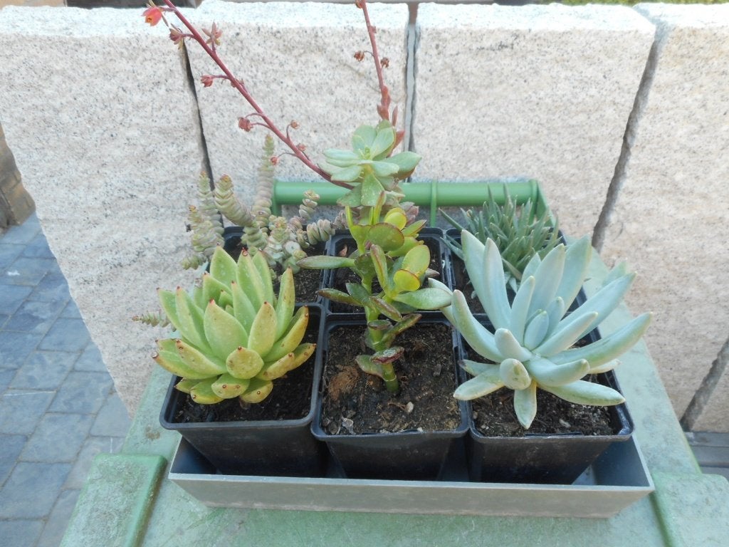 Planten, Tuin en Terras, Ophalen of Verzenden, Vaste plant, Overige soorten, Halfschaduw