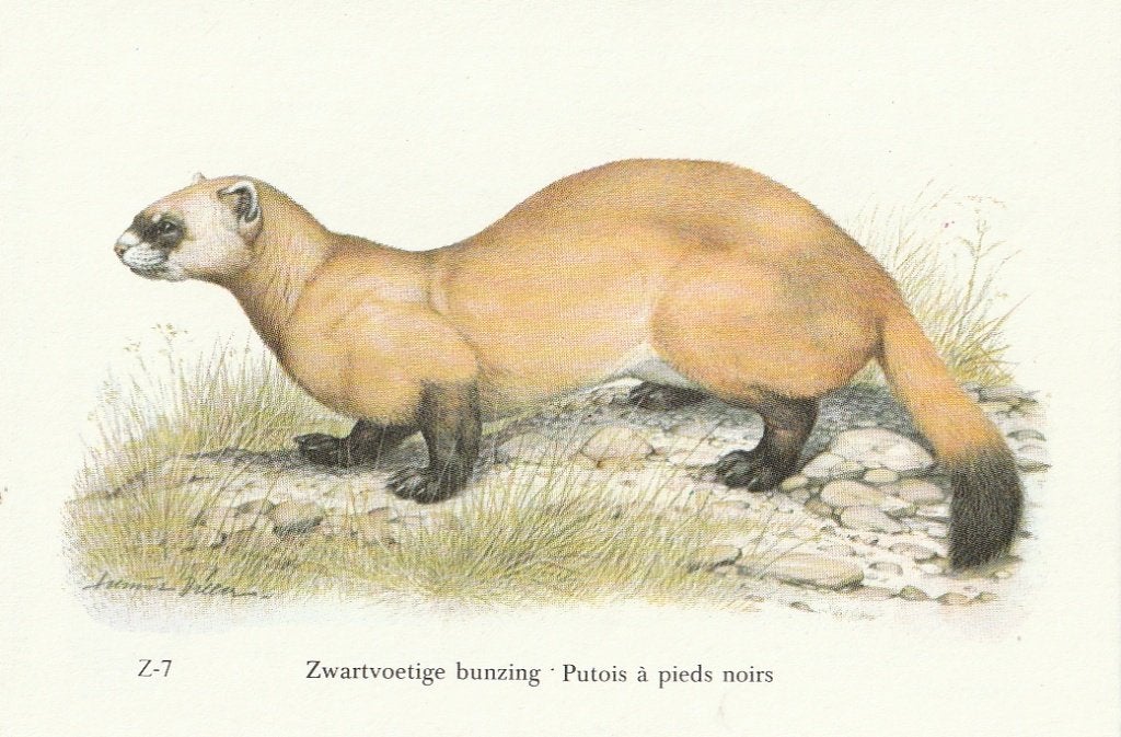 CHROMO  WWF  ZWARTVOETIGE  BUNZING, Verzamelen, Ophalen of Verzenden, Nieuw, Dier, Prent