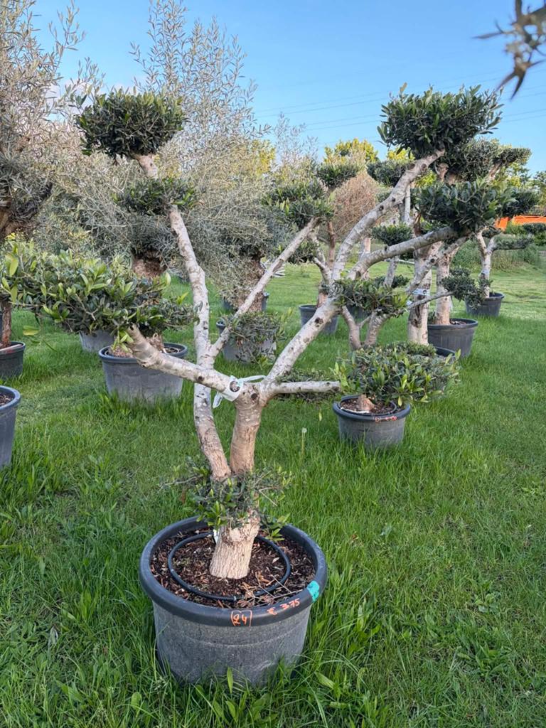 ‼️olijfbomen olea europaea plato verse aanvoer ‼️, Tuin en Terras, Ophalen