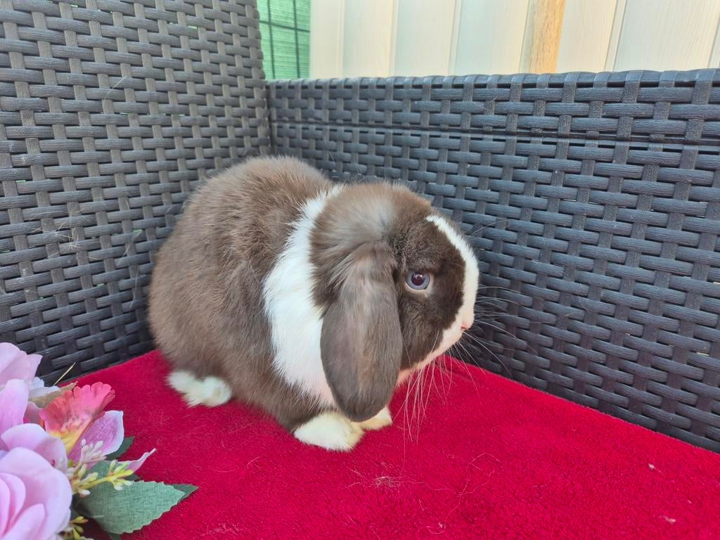 Super knappe choco split BO Minilop ram met stamboom, Animaux & Accessoires, Lapins, Mâle, Nain, Oreilles tombantes, 0 à 2 ans