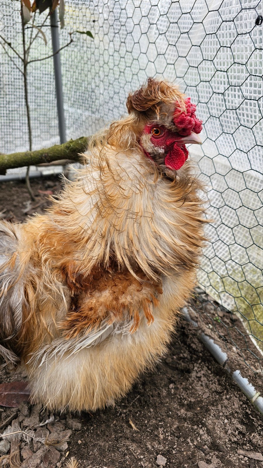 Zijdehoen haantje gratis, Dieren en Toebehoren