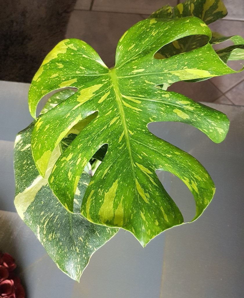 Lampe électrique Monstera, Enlèvement ou Envoi