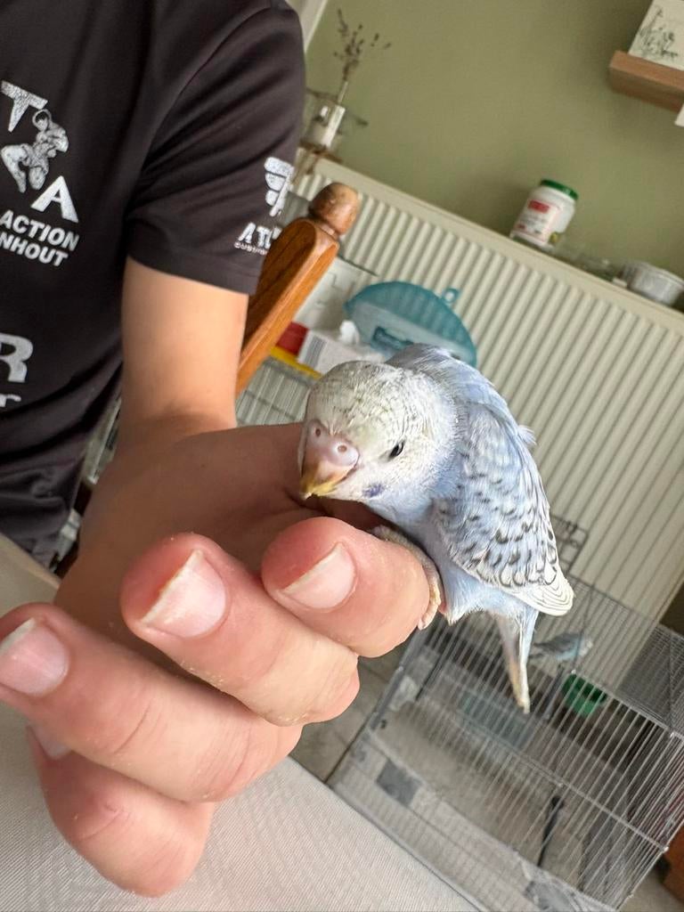 Tamme grasparkiet, Dieren en Toebehoren, Vogels | Parkieten en Papegaaien