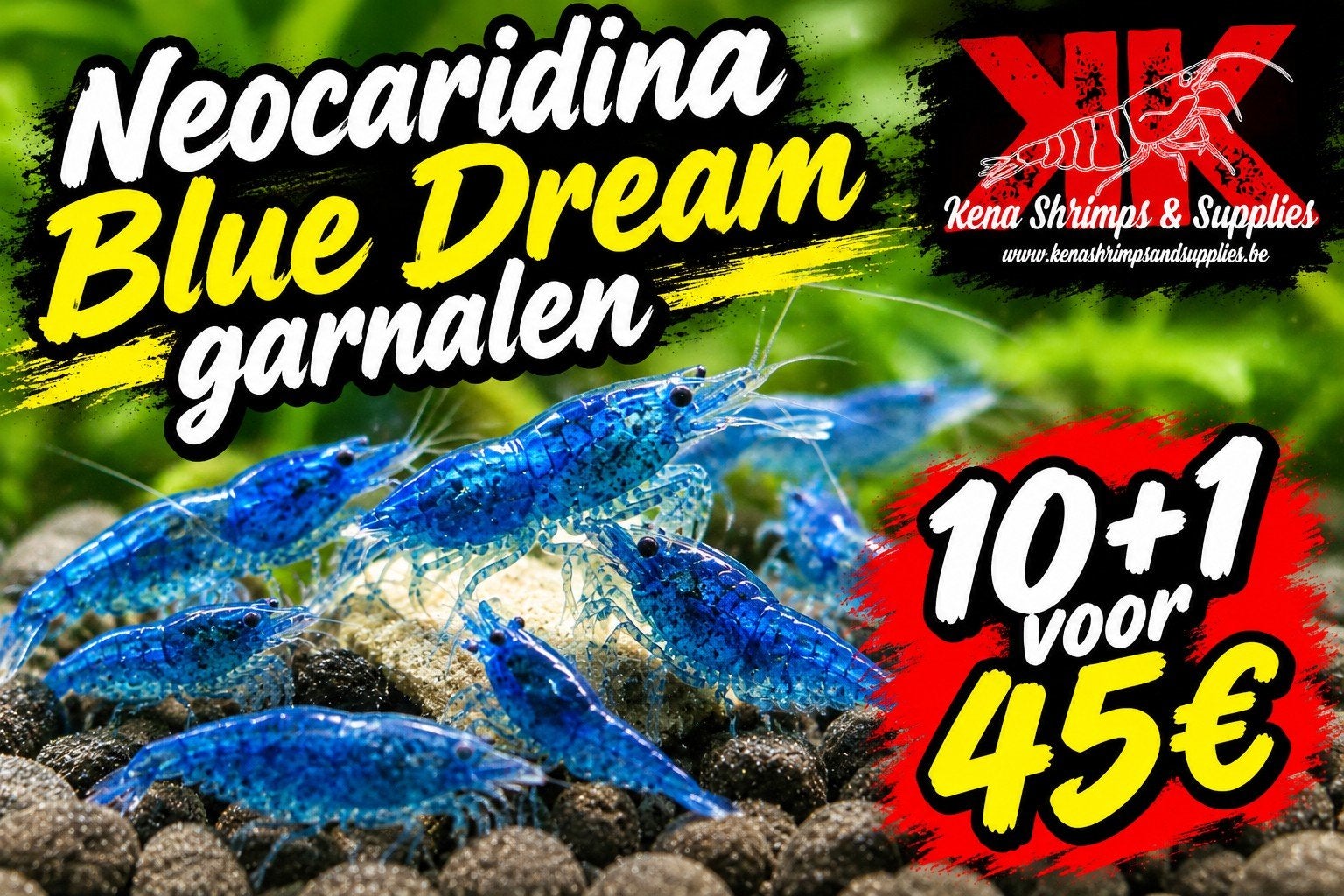 Neocaridina Blue Dream garnalen