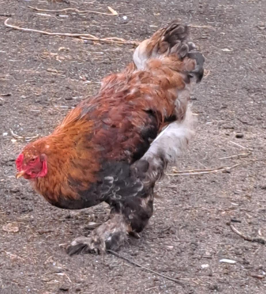 Brahma haan van augustus 2025, Mâle, Poule ou poulet