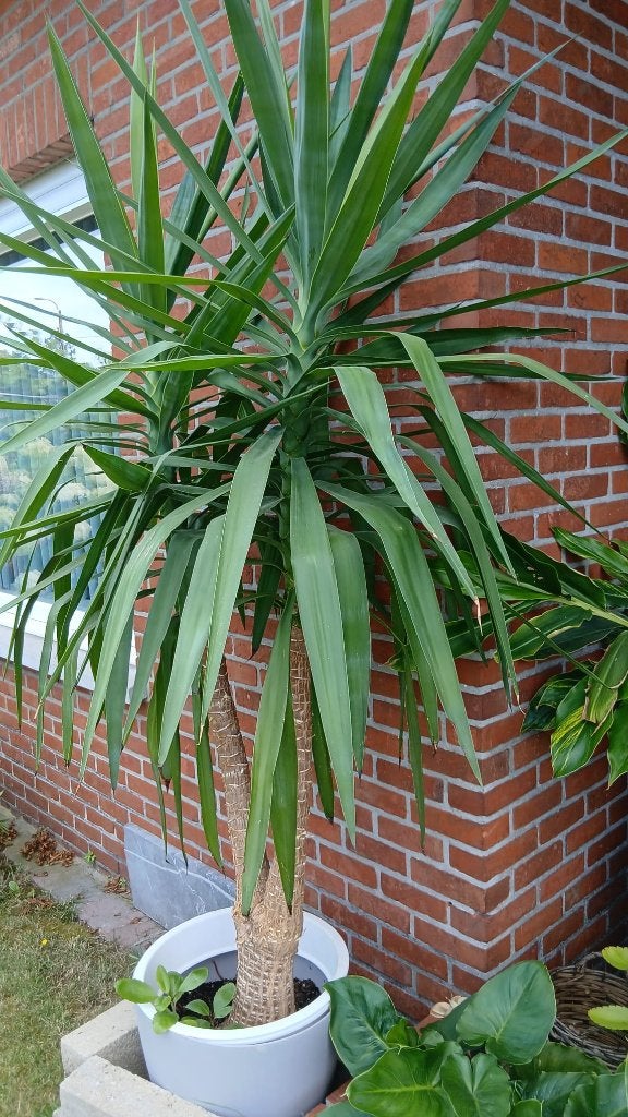 kamerplanten, Maison & Meubles, Plantes d'intérieur, Enlèvement, Yucca