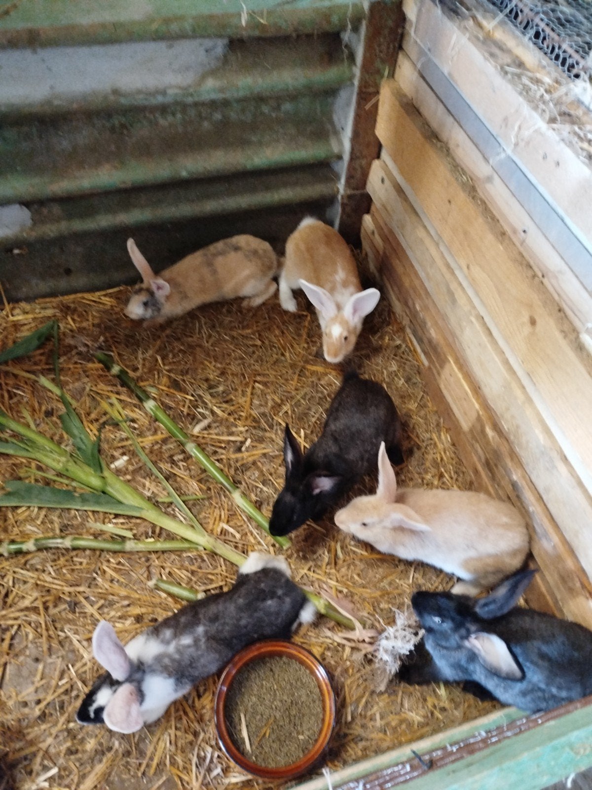 7 lapins mâles