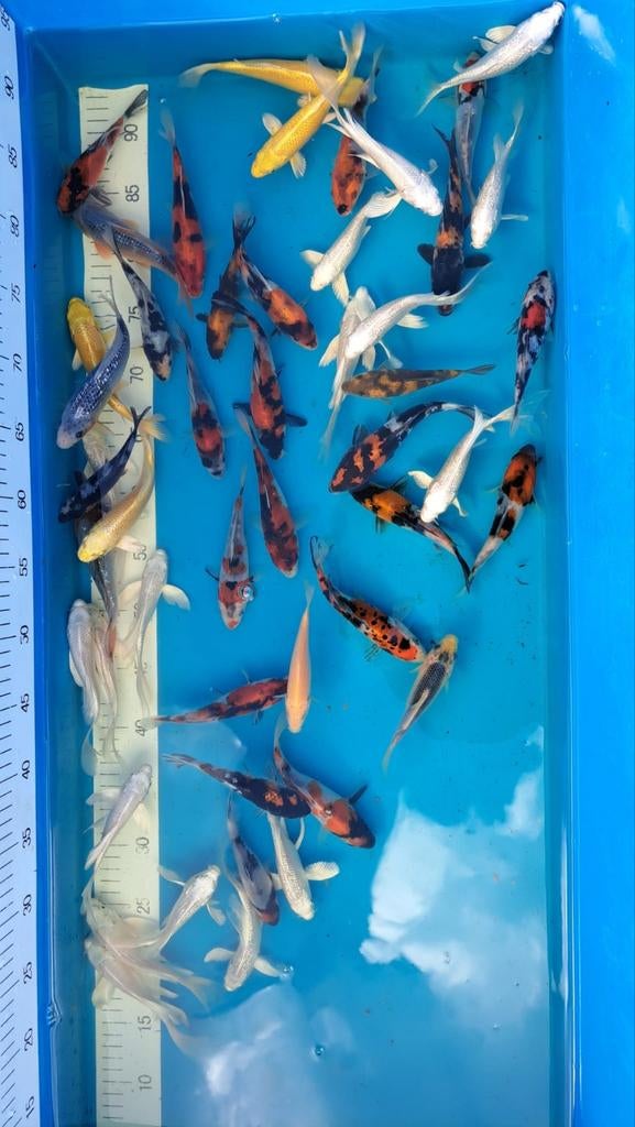 Koi japanse import, Dieren en Toebehoren