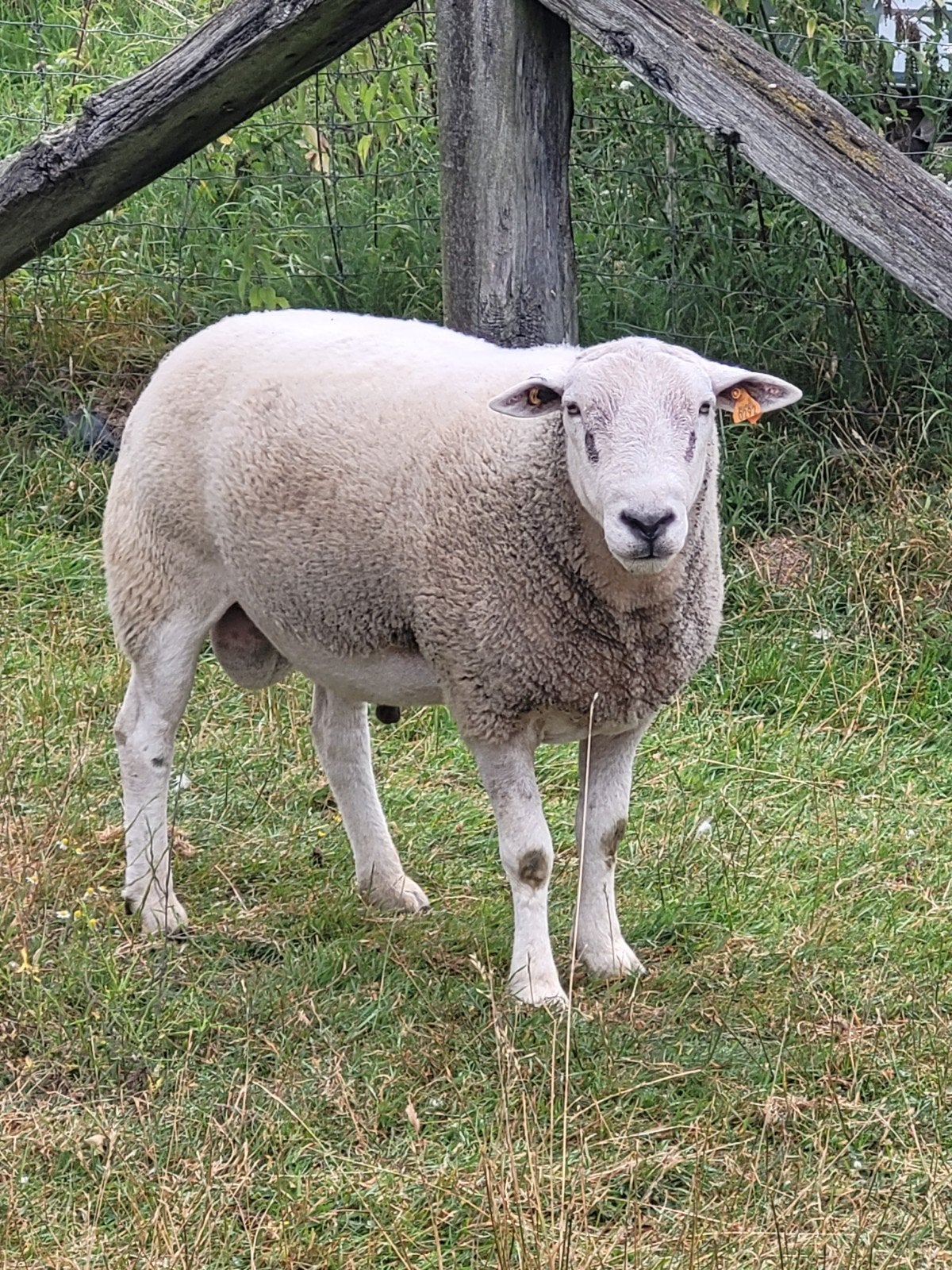 ram zuivere.swifter ..kent zijne stiel 2jaar. goeie papieren
