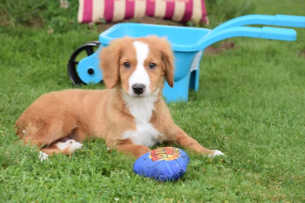 Nova scotia duck tolling retriever pups toller, België, 15 weken tot 1 jaar, Overige rassen, Meerdere