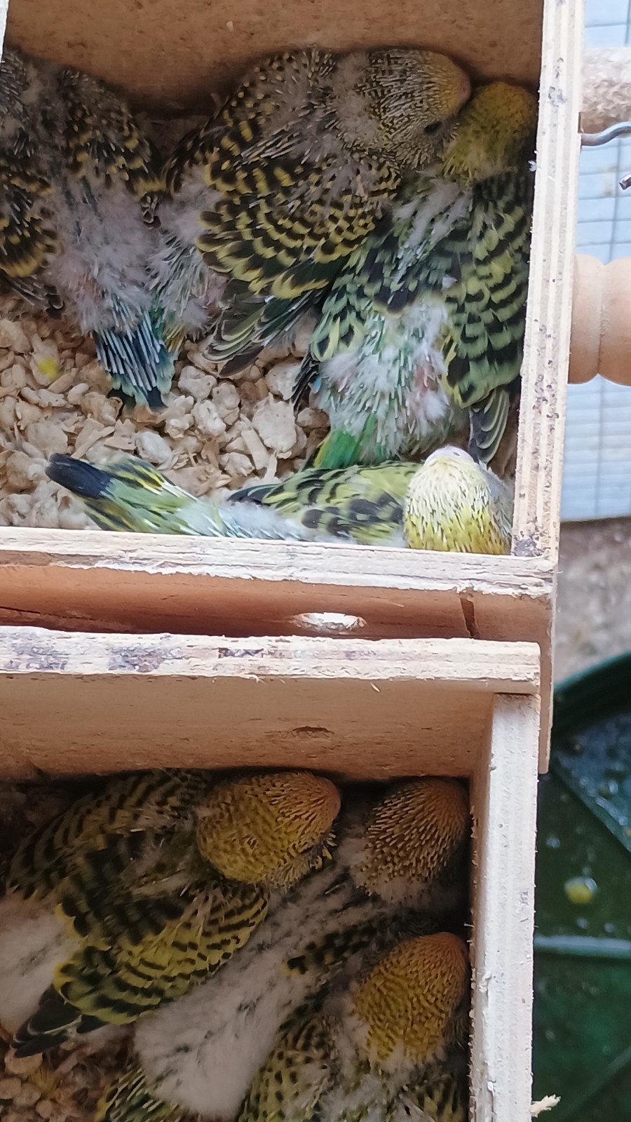 grasparkietjes  3 stuks, Dieren en Toebehoren, Geslacht onbekend, Parkiet, Geringd