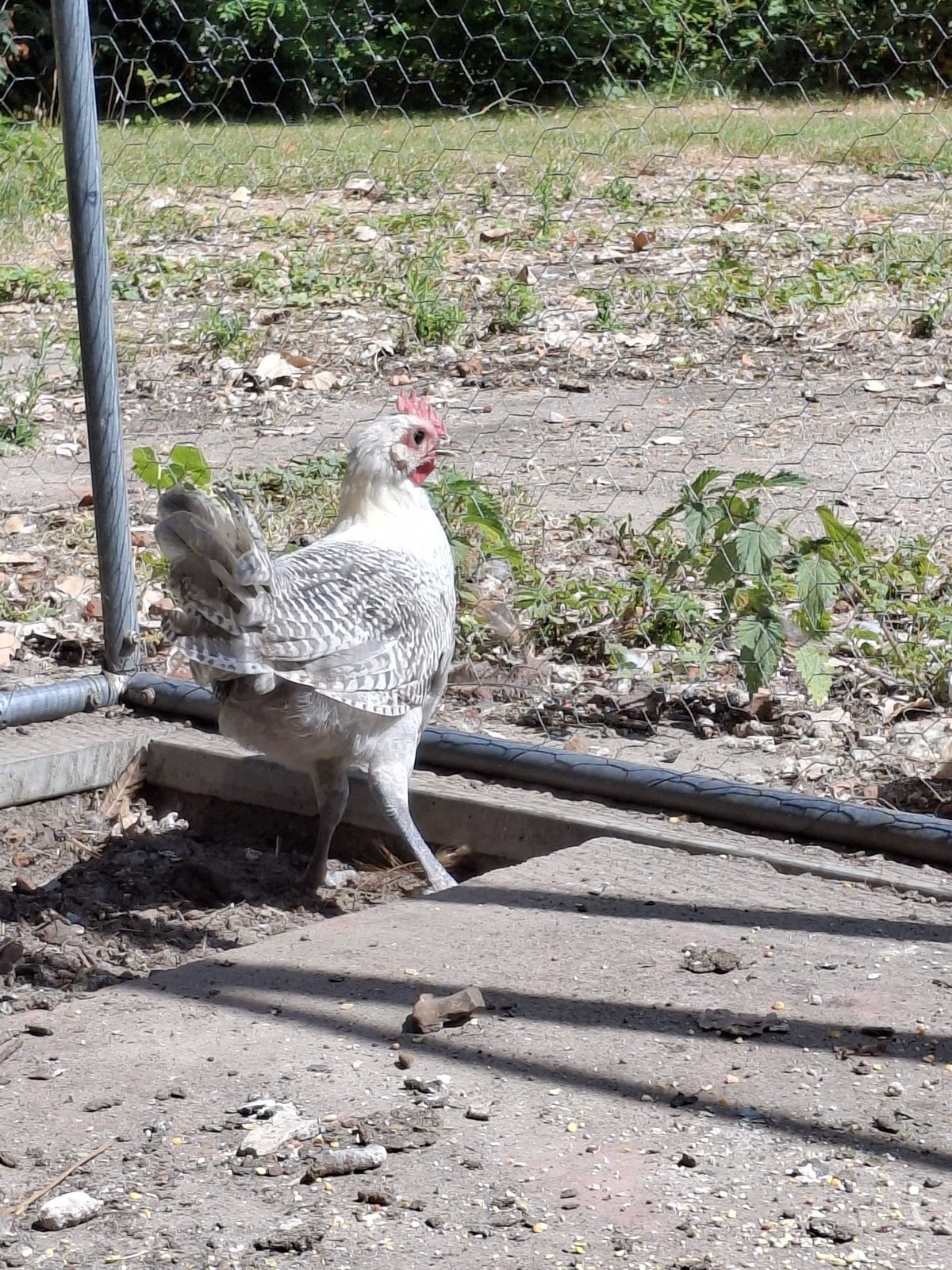 Hanen, Dieren en Toebehoren, Pluimvee, Mannelijk, Kip