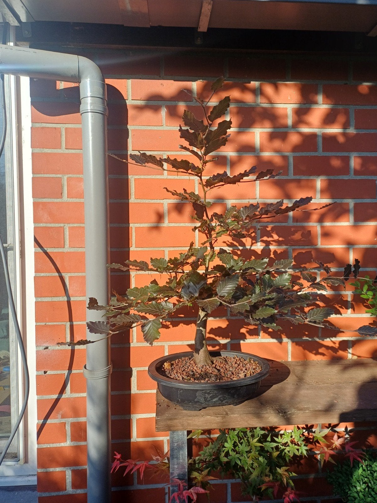 1 rode beuk bonsai, Ophalen