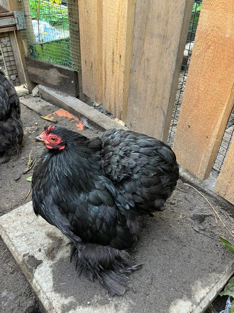 Cochin krielen  hennen zwart, Dieren en Toebehoren, Pluimvee