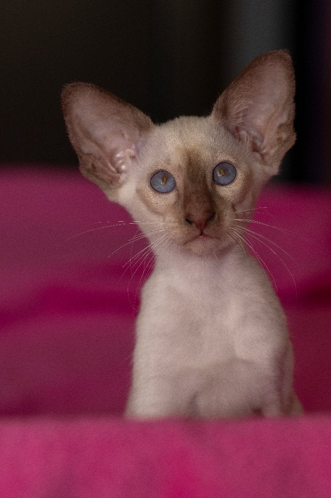 Te koop Siamezen en Oosterse Kortharen met stamboom, Plusieurs animaux, Avec pedigree, 0 à 2 ans