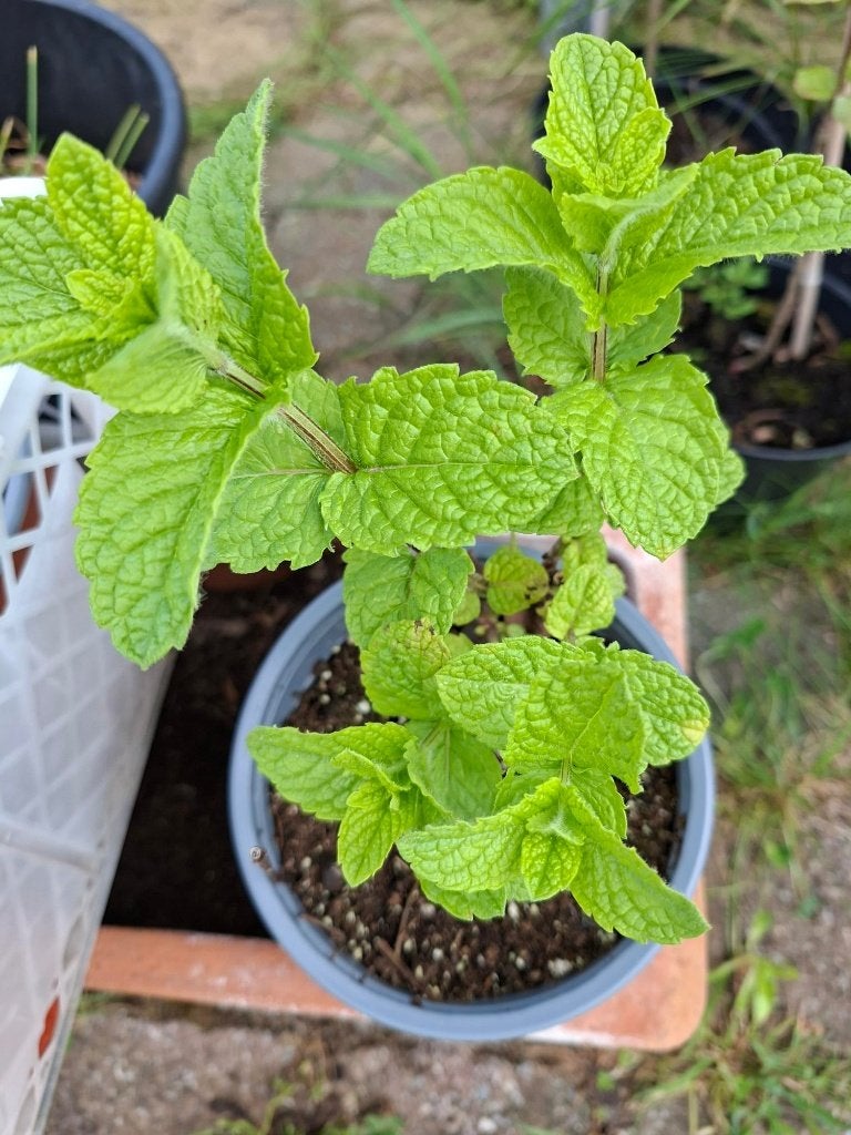 Menthe Marocaine, Enlèvement, Plante fixe, Plantes potagères, Plein soleil