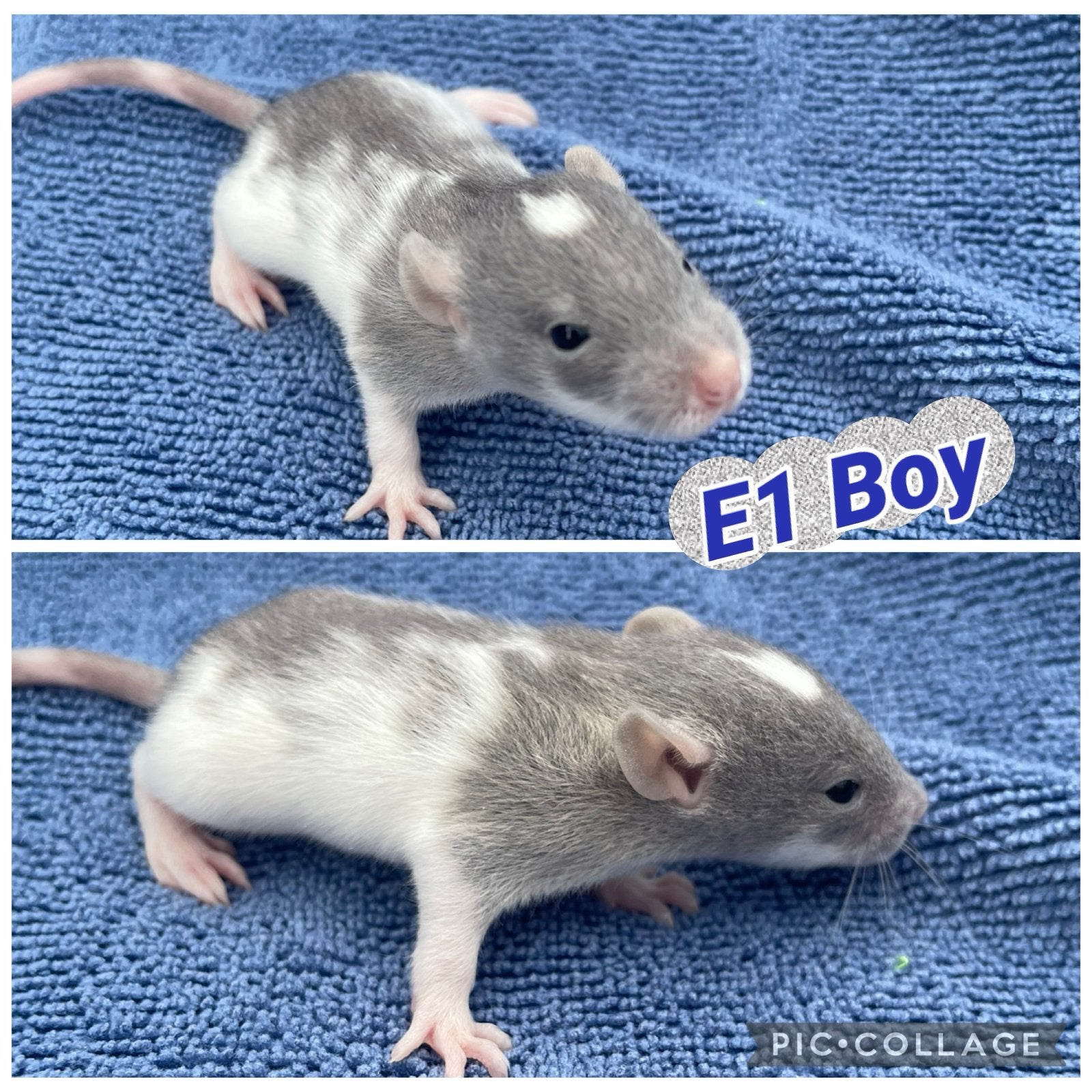 Nog 8 lieve rittens beschikbaar, 4 boys, 4 girls!, Rat, Domestique, Septembre, Plusieurs animaux