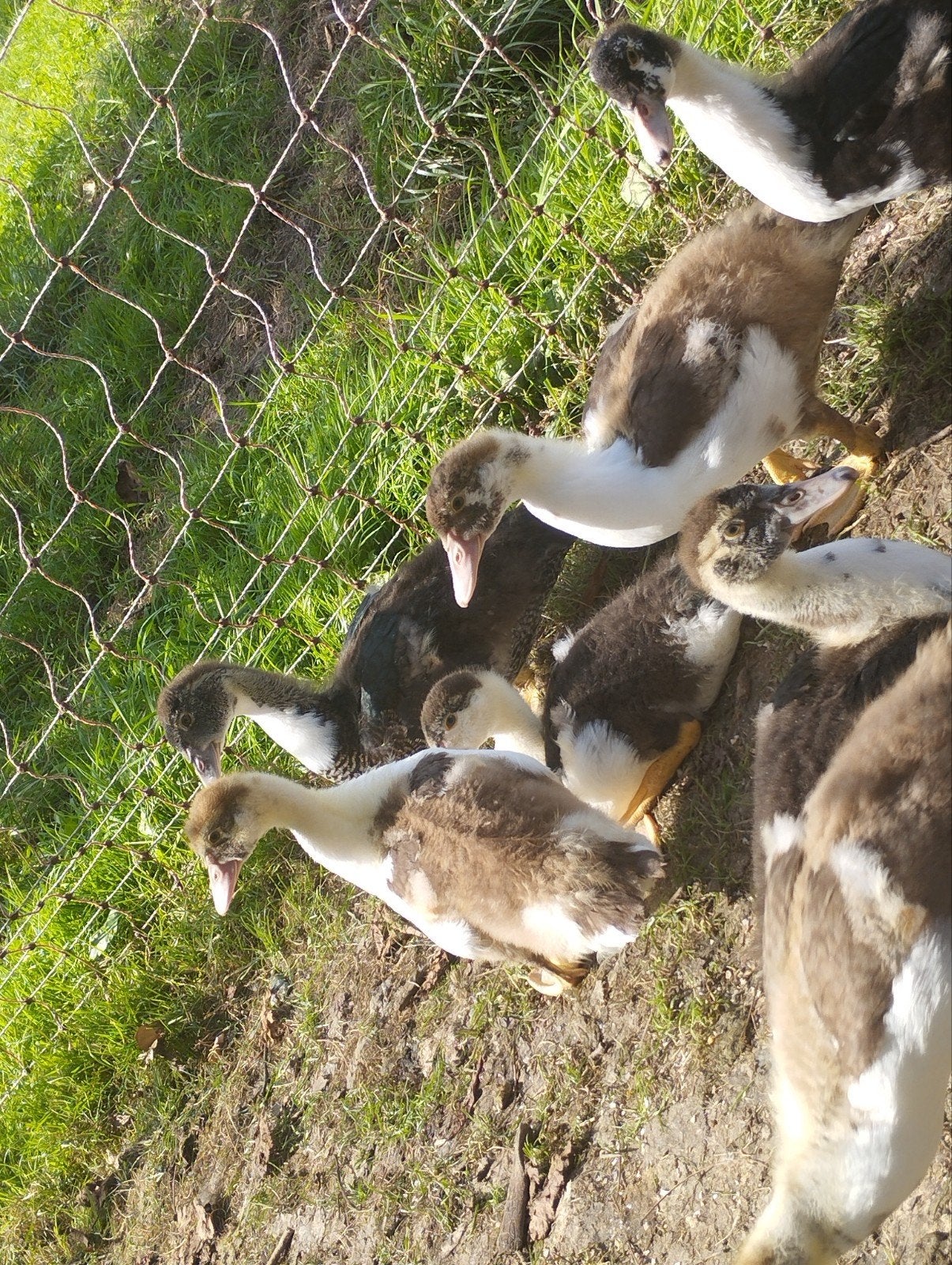 barberie kuikens, Animaux & Accessoires, Sexe inconnu, Canard