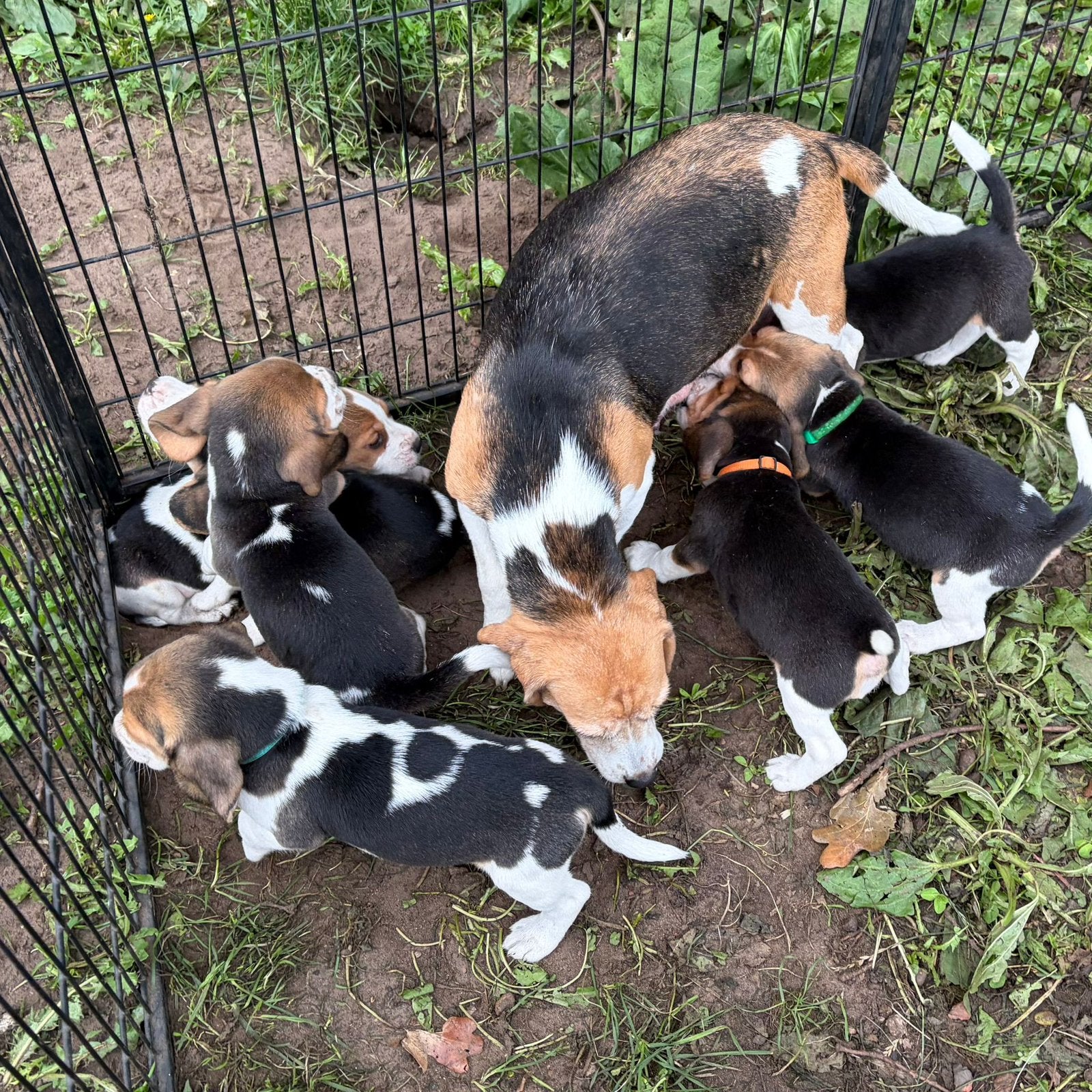 Ondeugende Beagle pups, België, Beagle, 8 tot 15 weken, Meerdere