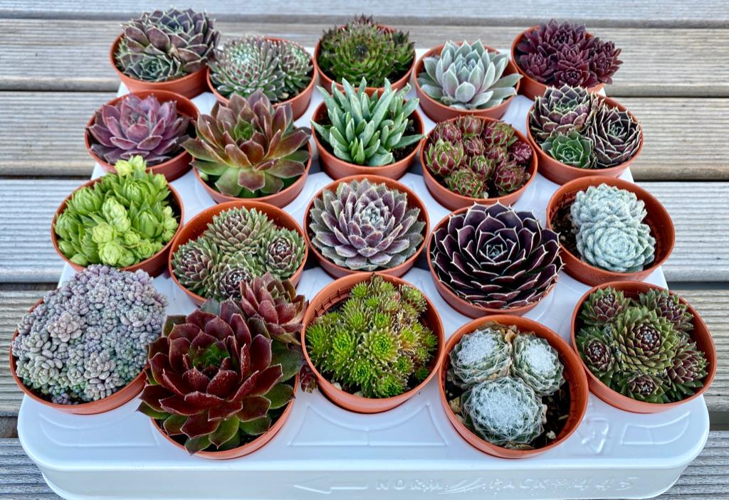 Sempervivum & Rotsplantjes, Tuin en Terras, Planten | Tuinplanten, Vaste plant, Ophalen