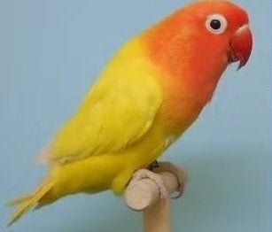 dwergpapegaaitjes ficherie, Dieren en Toebehoren, Vogels | Parkieten en Papegaaien, Meerdere dieren, Dwergpapegaai of Agapornis